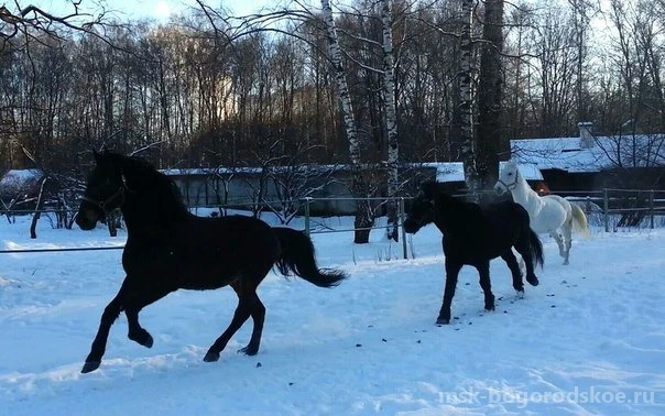 Конный двор Яуза Изображение 6