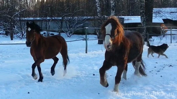 Конный двор Яуза Изображение 3