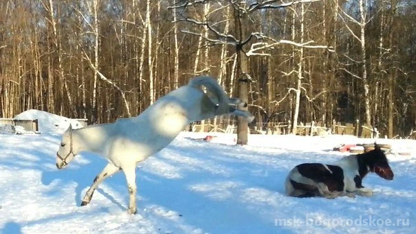 Конный двор Яуза Изображение 4