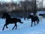 Конный двор Яуза Изображение 6